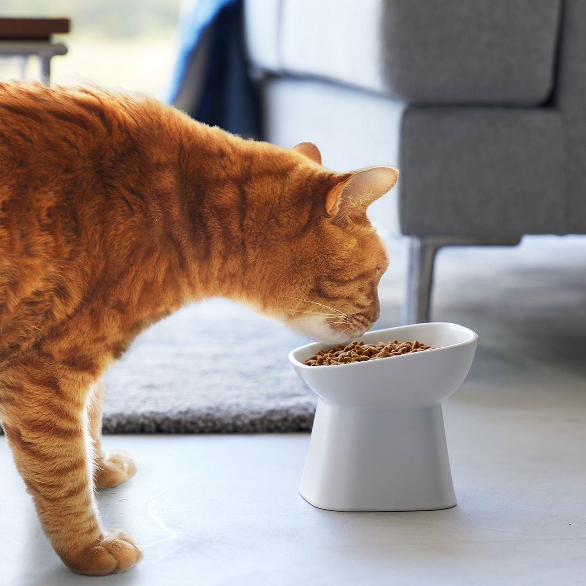 Yamazaki Tower Angled Ceramic Pet Food Bowl The Container Store